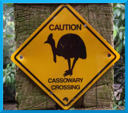 Meeting a cassowary could ruin your avro